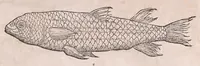 An illustration from Nomenclator aquatilium animantium : Icones animalium in mari et dulcibus aquis degentium plus quam DCC. cum nomenclaturis singulorum Latinis, Graecis, Italicis, Hispanicis, Gallicis, Germanicis, Anglicis, alijsq́[ue] interdum, per certos ordines digestae ... (1606)