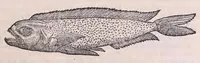 Picture 26 of 97 from Nomenclator aquatilium animantium : Icones animalium in mari et dulcibus aquis degentium plus quam DCC. cum nomenclaturis singulorum Latinis, Graecis, Italicis, Hispanicis, Gallicis, Germanicis, Anglicis, alijsq́[ue] interdum, per certos ordines digestae ... (1606), leaf 106