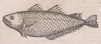 Picture 27 of 97 from Nomenclator aquatilium animantium : Icones animalium in mari et dulcibus aquis degentium plus quam DCC. cum nomenclaturis singulorum Latinis, Graecis, Italicis, Hispanicis, Gallicis, Germanicis, Anglicis, alijsq́[ue] interdum, per certos ordines digestae ... (1606), leaf 109
