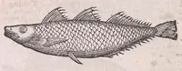 An illustration from Nomenclator aquatilium animantium : Icones animalium in mari et dulcibus aquis degentium plus quam DCC. cum nomenclaturis singulorum Latinis, Graecis, Italicis, Hispanicis, Gallicis, Germanicis, Anglicis, alijsq́[ue] interdum, per certos ordines digestae ... (1606)