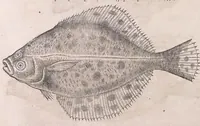 An illustration from Nomenclator aquatilium animantium : Icones animalium in mari et dulcibus aquis degentium plus quam DCC. cum nomenclaturis singulorum Latinis, Graecis, Italicis, Hispanicis, Gallicis, Germanicis, Anglicis, alijsq́[ue] interdum, per certos ordines digestae ... (1606)