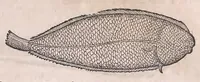 Picture 31 of 97 from Nomenclator aquatilium animantium : Icones animalium in mari et dulcibus aquis degentium plus quam DCC. cum nomenclaturis singulorum Latinis, Graecis, Italicis, Hispanicis, Gallicis, Germanicis, Anglicis, alijsq́[ue] interdum, per certos ordines digestae ... (1606), leaf 134