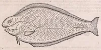 An illustration from Nomenclator aquatilium animantium : Icones animalium in mari et dulcibus aquis degentium plus quam DCC. cum nomenclaturis singulorum Latinis, Graecis, Italicis, Hispanicis, Gallicis, Germanicis, Anglicis, alijsq́[ue] interdum, per certos ordines digestae ... (1606)