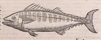 Picture 33 of 97 from Nomenclator aquatilium animantium : Icones animalium in mari et dulcibus aquis degentium plus quam DCC. cum nomenclaturis singulorum Latinis, Graecis, Italicis, Hispanicis, Gallicis, Germanicis, Anglicis, alijsq́[ue] interdum, per certos ordines digestae ... (1606), leaf 142