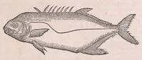 Picture 34 of 97 from Nomenclator aquatilium animantium : Icones animalium in mari et dulcibus aquis degentium plus quam DCC. cum nomenclaturis singulorum Latinis, Graecis, Italicis, Hispanicis, Gallicis, Germanicis, Anglicis, alijsq́[ue] interdum, per certos ordines digestae ... (1606), leaf 146