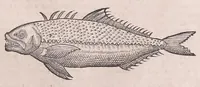 An illustration from Nomenclator aquatilium animantium : Icones animalium in mari et dulcibus aquis degentium plus quam DCC. cum nomenclaturis singulorum Latinis, Graecis, Italicis, Hispanicis, Gallicis, Germanicis, Anglicis, alijsq́[ue] interdum, per certos ordines digestae ... (1606)