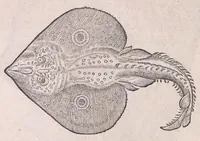 Picture 37 of 97 from Nomenclator aquatilium animantium : Icones animalium in mari et dulcibus aquis degentium plus quam DCC. cum nomenclaturis singulorum Latinis, Graecis, Italicis, Hispanicis, Gallicis, Germanicis, Anglicis, alijsq́[ue] interdum, per certos ordines digestae ... (1606), leaf 163