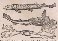 Picture 38 of 97 from Nomenclator aquatilium animantium : Icones animalium in mari et dulcibus aquis degentium plus quam DCC. cum nomenclaturis singulorum Latinis, Graecis, Italicis, Hispanicis, Gallicis, Germanicis, Anglicis, alijsq́[ue] interdum, per certos ordines digestae ... (1606), leaf 176
