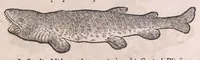 An illustration from Nomenclator aquatilium animantium : Icones animalium in mari et dulcibus aquis degentium plus quam DCC. cum nomenclaturis singulorum Latinis, Graecis, Italicis, Hispanicis, Gallicis, Germanicis, Anglicis, alijsq́[ue] interdum, per certos ordines digestae ... (1606)