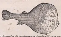 An illustration from Nomenclator aquatilium animantium : Icones animalium in mari et dulcibus aquis degentium plus quam DCC. cum nomenclaturis singulorum Latinis, Graecis, Italicis, Hispanicis, Gallicis, Germanicis, Anglicis, alijsq́[ue] interdum, per certos ordines digestae ... (1606)