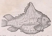An illustration from Nomenclator aquatilium animantium : Icones animalium in mari et dulcibus aquis degentium plus quam DCC. cum nomenclaturis singulorum Latinis, Graecis, Italicis, Hispanicis, Gallicis, Germanicis, Anglicis, alijsq́[ue] interdum, per certos ordines digestae ... (1606)