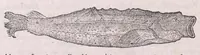 An illustration from Nomenclator aquatilium animantium : Icones animalium in mari et dulcibus aquis degentium plus quam DCC. cum nomenclaturis singulorum Latinis, Graecis, Italicis, Hispanicis, Gallicis, Germanicis, Anglicis, alijsq́[ue] interdum, per certos ordines digestae ... (1606)