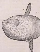Picture 43 of 97 from Nomenclator aquatilium animantium : Icones animalium in mari et dulcibus aquis degentium plus quam DCC. cum nomenclaturis singulorum Latinis, Graecis, Italicis, Hispanicis, Gallicis, Germanicis, Anglicis, alijsq́[ue] interdum, per certos ordines digestae ... (1606), leaf 189