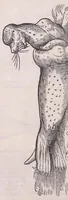 An illustration from Nomenclator aquatilium animantium : Icones animalium in mari et dulcibus aquis degentium plus quam DCC. cum nomenclaturis singulorum Latinis, Graecis, Italicis, Hispanicis, Gallicis, Germanicis, Anglicis, alijsq́[ue] interdum, per certos ordines digestae ... (1606)