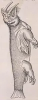 An illustration from Nomenclator aquatilium animantium : Icones animalium in mari et dulcibus aquis degentium plus quam DCC. cum nomenclaturis singulorum Latinis, Graecis, Italicis, Hispanicis, Gallicis, Germanicis, Anglicis, alijsq́[ue] interdum, per certos ordines digestae ... (1606)