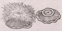 An illustration from Nomenclator aquatilium animantium : Icones animalium in mari et dulcibus aquis degentium plus quam DCC. cum nomenclaturis singulorum Latinis, Graecis, Italicis, Hispanicis, Gallicis, Germanicis, Anglicis, alijsq́[ue] interdum, per certos ordines digestae ... (1606)