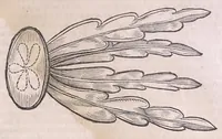 An illustration from Nomenclator aquatilium animantium : Icones animalium in mari et dulcibus aquis degentium plus quam DCC. cum nomenclaturis singulorum Latinis, Graecis, Italicis, Hispanicis, Gallicis, Germanicis, Anglicis, alijsq́[ue] interdum, per certos ordines digestae ... (1606)