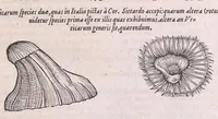 An illustration from Nomenclator aquatilium animantium : Icones animalium in mari et dulcibus aquis degentium plus quam DCC. cum nomenclaturis singulorum Latinis, Graecis, Italicis, Hispanicis, Gallicis, Germanicis, Anglicis, alijsq́[ue] interdum, per certos ordines digestae ... (1606)