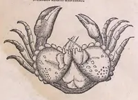 Picture 52 of 97 from Nomenclator aquatilium animantium : Icones animalium in mari et dulcibus aquis degentium plus quam DCC. cum nomenclaturis singulorum Latinis, Graecis, Italicis, Hispanicis, Gallicis, Germanicis, Anglicis, alijsq́[ue] interdum, per certos ordines digestae ... (1606), leaf 234
