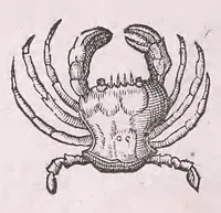 Picture 53 of 97 from Nomenclator aquatilium animantium : Icones animalium in mari et dulcibus aquis degentium plus quam DCC. cum nomenclaturis singulorum Latinis, Graecis, Italicis, Hispanicis, Gallicis, Germanicis, Anglicis, alijsq́[ue] interdum, per certos ordines digestae ... (1606), leaf 237