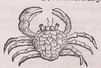 Picture 54 of 97 from Nomenclator aquatilium animantium : Icones animalium in mari et dulcibus aquis degentium plus quam DCC. cum nomenclaturis singulorum Latinis, Graecis, Italicis, Hispanicis, Gallicis, Germanicis, Anglicis, alijsq́[ue] interdum, per certos ordines digestae ... (1606), leaf 237