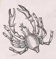 An illustration from Nomenclator aquatilium animantium : Icones animalium in mari et dulcibus aquis degentium plus quam DCC. cum nomenclaturis singulorum Latinis, Graecis, Italicis, Hispanicis, Gallicis, Germanicis, Anglicis, alijsq́[ue] interdum, per certos ordines digestae ... (1606)