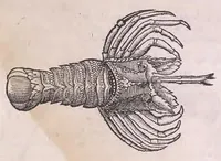 An illustration from Nomenclator aquatilium animantium : Icones animalium in mari et dulcibus aquis degentium plus quam DCC. cum nomenclaturis singulorum Latinis, Graecis, Italicis, Hispanicis, Gallicis, Germanicis, Anglicis, alijsq́[ue] interdum, per certos ordines digestae ... (1606)