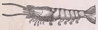 Picture 57 of 97 from Nomenclator aquatilium animantium : Icones animalium in mari et dulcibus aquis degentium plus quam DCC. cum nomenclaturis singulorum Latinis, Graecis, Italicis, Hispanicis, Gallicis, Germanicis, Anglicis, alijsq́[ue] interdum, per certos ordines digestae ... (1606), leaf 248