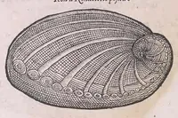 Picture 58 of 97 from Nomenclator aquatilium animantium : Icones animalium in mari et dulcibus aquis degentium plus quam DCC. cum nomenclaturis singulorum Latinis, Graecis, Italicis, Hispanicis, Gallicis, Germanicis, Anglicis, alijsq́[ue] interdum, per certos ordines digestae ... (1606), leaf 255