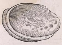 An illustration from Nomenclator aquatilium animantium : Icones animalium in mari et dulcibus aquis degentium plus quam DCC. cum nomenclaturis singulorum Latinis, Graecis, Italicis, Hispanicis, Gallicis, Germanicis, Anglicis, alijsq́[ue] interdum, per certos ordines digestae ... (1606)