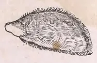 An illustration from Nomenclator aquatilium animantium : Icones animalium in mari et dulcibus aquis degentium plus quam DCC. cum nomenclaturis singulorum Latinis, Graecis, Italicis, Hispanicis, Gallicis, Germanicis, Anglicis, alijsq́[ue] interdum, per certos ordines digestae ... (1606)