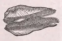 An illustration from Nomenclator aquatilium animantium : Icones animalium in mari et dulcibus aquis degentium plus quam DCC. cum nomenclaturis singulorum Latinis, Graecis, Italicis, Hispanicis, Gallicis, Germanicis, Anglicis, alijsq́[ue] interdum, per certos ordines digestae ... (1606)
