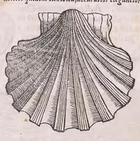 Picture 62 of 97 from Nomenclator aquatilium animantium : Icones animalium in mari et dulcibus aquis degentium plus quam DCC. cum nomenclaturis singulorum Latinis, Graecis, Italicis, Hispanicis, Gallicis, Germanicis, Anglicis, alijsq́[ue] interdum, per certos ordines digestae ... (1606), leaf 263