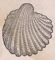 Picture 63 of 97 from Nomenclator aquatilium animantium : Icones animalium in mari et dulcibus aquis degentium plus quam DCC. cum nomenclaturis singulorum Latinis, Graecis, Italicis, Hispanicis, Gallicis, Germanicis, Anglicis, alijsq́[ue] interdum, per certos ordines digestae ... (1606), leaf 266