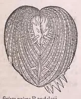 Picture 64 of 97 from Nomenclator aquatilium animantium : Icones animalium in mari et dulcibus aquis degentium plus quam DCC. cum nomenclaturis singulorum Latinis, Graecis, Italicis, Hispanicis, Gallicis, Germanicis, Anglicis, alijsq́[ue] interdum, per certos ordines digestae ... (1606), leaf 266