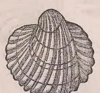 An illustration from Nomenclator aquatilium animantium : Icones animalium in mari et dulcibus aquis degentium plus quam DCC. cum nomenclaturis singulorum Latinis, Graecis, Italicis, Hispanicis, Gallicis, Germanicis, Anglicis, alijsq́[ue] interdum, per certos ordines digestae ... (1606)