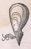 An illustration from Nomenclator aquatilium animantium : Icones animalium in mari et dulcibus aquis degentium plus quam DCC. cum nomenclaturis singulorum Latinis, Graecis, Italicis, Hispanicis, Gallicis, Germanicis, Anglicis, alijsq́[ue] interdum, per certos ordines digestae ... (1606)