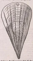 An illustration from Nomenclator aquatilium animantium : Icones animalium in mari et dulcibus aquis degentium plus quam DCC. cum nomenclaturis singulorum Latinis, Graecis, Italicis, Hispanicis, Gallicis, Germanicis, Anglicis, alijsq́[ue] interdum, per certos ordines digestae ... (1606)
