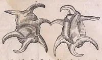 Picture 68 of 97 from Nomenclator aquatilium animantium : Icones animalium in mari et dulcibus aquis degentium plus quam DCC. cum nomenclaturis singulorum Latinis, Graecis, Italicis, Hispanicis, Gallicis, Germanicis, Anglicis, alijsq́[ue] interdum, per certos ordines digestae ... (1606), leaf 274