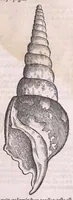 An illustration from Nomenclator aquatilium animantium : Icones animalium in mari et dulcibus aquis degentium plus quam DCC. cum nomenclaturis singulorum Latinis, Graecis, Italicis, Hispanicis, Gallicis, Germanicis, Anglicis, alijsq́[ue] interdum, per certos ordines digestae ... (1606)