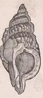An illustration from Nomenclator aquatilium animantium : Icones animalium in mari et dulcibus aquis degentium plus quam DCC. cum nomenclaturis singulorum Latinis, Graecis, Italicis, Hispanicis, Gallicis, Germanicis, Anglicis, alijsq́[ue] interdum, per certos ordines digestae ... (1606)