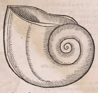 An illustration from Nomenclator aquatilium animantium : Icones animalium in mari et dulcibus aquis degentium plus quam DCC. cum nomenclaturis singulorum Latinis, Graecis, Italicis, Hispanicis, Gallicis, Germanicis, Anglicis, alijsq́[ue] interdum, per certos ordines digestae ... (1606)