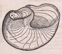 An illustration from Nomenclator aquatilium animantium : Icones animalium in mari et dulcibus aquis degentium plus quam DCC. cum nomenclaturis singulorum Latinis, Graecis, Italicis, Hispanicis, Gallicis, Germanicis, Anglicis, alijsq́[ue] interdum, per certos ordines digestae ... (1606)