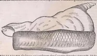An illustration from Nomenclator aquatilium animantium : Icones animalium in mari et dulcibus aquis degentium plus quam DCC. cum nomenclaturis singulorum Latinis, Graecis, Italicis, Hispanicis, Gallicis, Germanicis, Anglicis, alijsq́[ue] interdum, per certos ordines digestae ... (1606)
