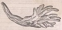 An illustration from Nomenclator aquatilium animantium : Icones animalium in mari et dulcibus aquis degentium plus quam DCC. cum nomenclaturis singulorum Latinis, Graecis, Italicis, Hispanicis, Gallicis, Germanicis, Anglicis, alijsq́[ue] interdum, per certos ordines digestae ... (1606)