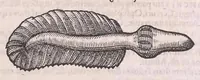 An illustration from Nomenclator aquatilium animantium : Icones animalium in mari et dulcibus aquis degentium plus quam DCC. cum nomenclaturis singulorum Latinis, Graecis, Italicis, Hispanicis, Gallicis, Germanicis, Anglicis, alijsq́[ue] interdum, per certos ordines digestae ... (1606)