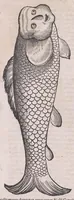 An illustration from Nomenclator aquatilium animantium : Icones animalium in mari et dulcibus aquis degentium plus quam DCC. cum nomenclaturis singulorum Latinis, Graecis, Italicis, Hispanicis, Gallicis, Germanicis, Anglicis, alijsq́[ue] interdum, per certos ordines digestae ... (1606)