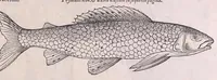 An illustration from Nomenclator aquatilium animantium : Icones animalium in mari et dulcibus aquis degentium plus quam DCC. cum nomenclaturis singulorum Latinis, Graecis, Italicis, Hispanicis, Gallicis, Germanicis, Anglicis, alijsq́[ue] interdum, per certos ordines digestae ... (1606)