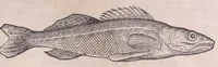An illustration from Nomenclator aquatilium animantium : Icones animalium in mari et dulcibus aquis degentium plus quam DCC. cum nomenclaturis singulorum Latinis, Graecis, Italicis, Hispanicis, Gallicis, Germanicis, Anglicis, alijsq́[ue] interdum, per certos ordines digestae ... (1606)