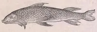 An illustration from Nomenclator aquatilium animantium : Icones animalium in mari et dulcibus aquis degentium plus quam DCC. cum nomenclaturis singulorum Latinis, Graecis, Italicis, Hispanicis, Gallicis, Germanicis, Anglicis, alijsq́[ue] interdum, per certos ordines digestae ... (1606)